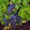 Pinot Precoce Grape 1 Pinot Precoce Grape -Alpha Garden Shop shutterstock 1622669122 1