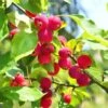 Dolgo Crabapple 2 Dolgo Crabapple -Alpha Garden Shop shutterstock 1664375074 1