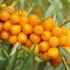 Orange Glow™ Seaberry 2 Orange Glow™ Seaberry -Alpha Garden Shop shutterstock 16919620 1