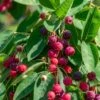 Autumn Brilliance Serviceberry 2 Autumn Brilliance Serviceberry -Alpha Garden Shop shutterstock 1703021887 1