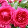 Rosarium Uetersen Climbing Rose -Alpha Garden Shop shutterstock 1769054966 1