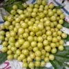 Colossal Gooseberry 2 Colossal Gooseberry -Alpha Garden Shop shutterstock 1811261533 1 1