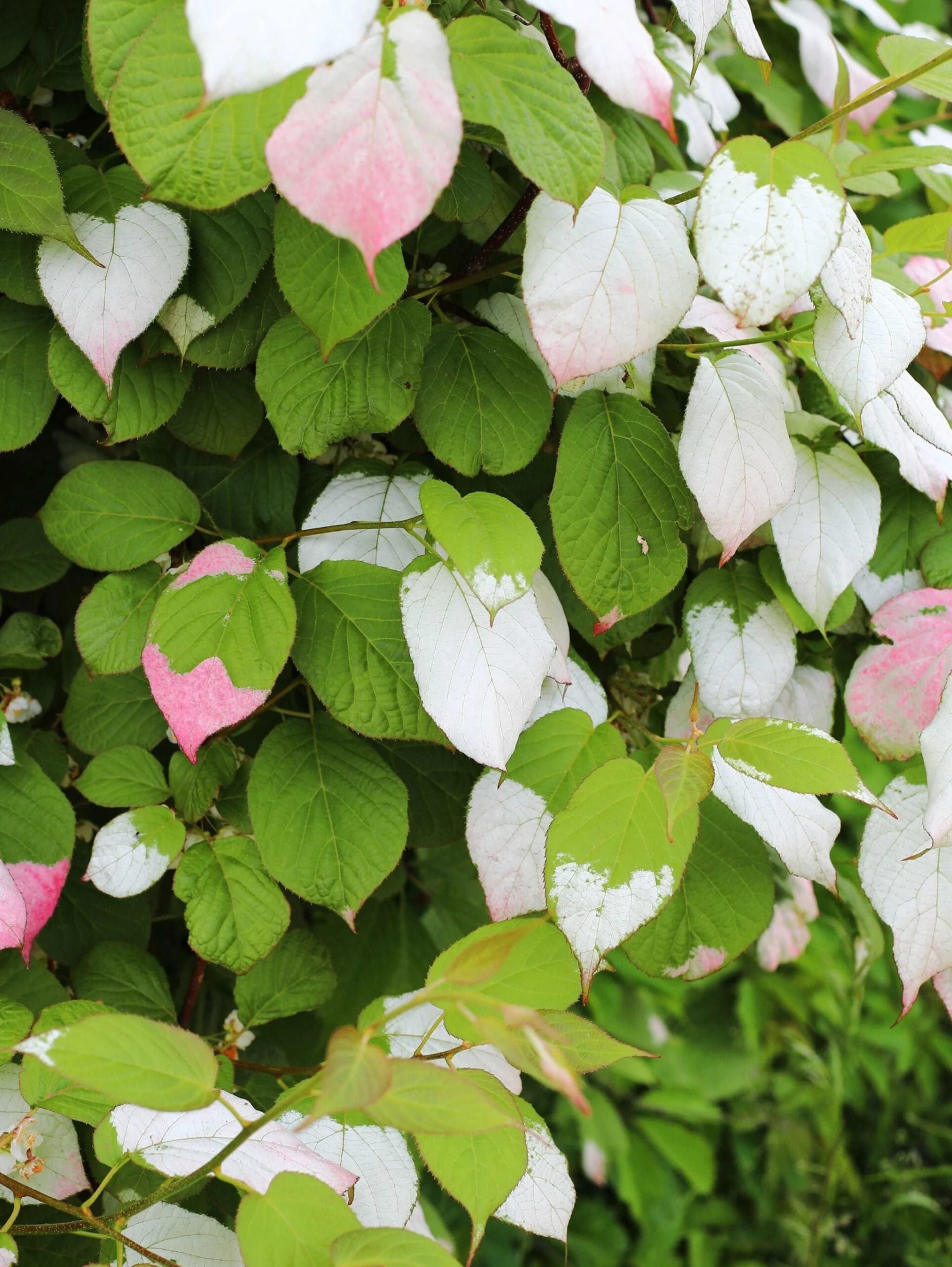 September Sun Kolomikta Female Kiwi 3 September Sun Kolomikta Female Kiwi