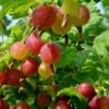 Welcome Gooseberry 2 Welcome Gooseberry -Alpha Garden Shop shutterstock 1816053620 1