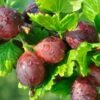 Glenndale Gooseberry 2 Glenndale Gooseberry -Alpha Garden Shop shutterstock 196918937 1