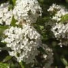 Alpha Burkwood Viburnum 1 Alpha Burkwood Viburnum -Alpha Garden Shop shutterstock 1974574043 1