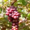 Flame Seedless Grape -Alpha Garden Shop shutterstock 2104746380 1