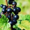 Prince Consort Black Currant -Alpha Garden Shop shutterstock 219100882 1