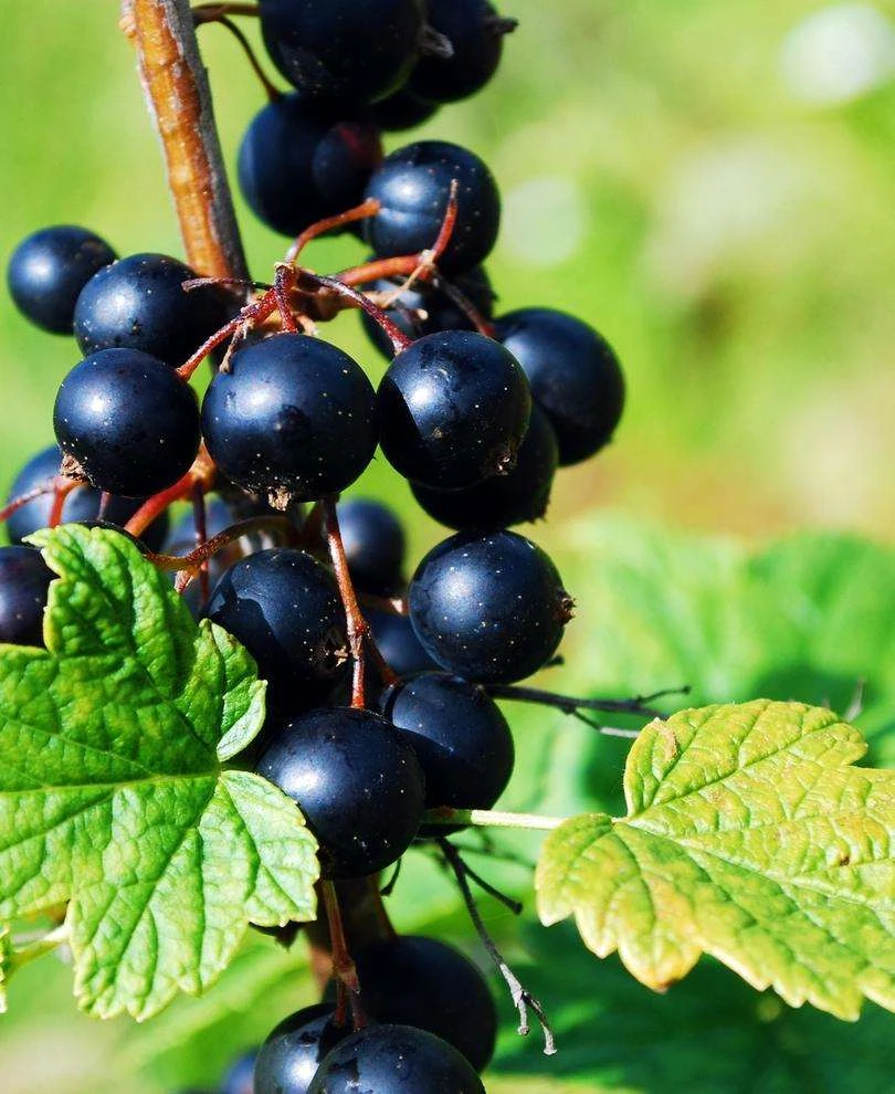 Prince Consort Black Currant 3 Prince Consort Black Currant