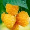 Fall Gold Raspberry 2 Fall Gold Raspberry -Alpha Garden Shop shutterstock 298186934 1
