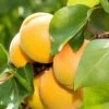 Gold Kist Apricot -Alpha Garden Shop shutterstock 298548980 1