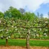 3 Tier Apple Espalier Combo Tree (3 Varieties) -Alpha Garden Shop shutterstock 310804814 1 1
