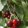 Carmine Jewel Cherry -Alpha Garden Shop shutterstock 34094560 1