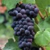 Pinot Noir #374 Grape -Alpha Garden Shop shutterstock 37195030 1