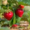 Sweet Sunrise Strawberry -Alpha Garden Shop shutterstock 430640533 1