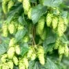 Tettnang Hops -Alpha Garden Shop shutterstock 458723932 1