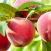 Nanaimo™ Peach -Alpha Garden Shop shutterstock 461362930 bb8408d5 b691 461e b9de bba76d983cfd 1