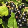 Hill's Kiev Select Black Currant -Alpha Garden Shop shutterstock 49326529 1