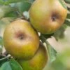 Ashmead's Kernel Apple 2 Ashmead's Kernel Apple -Alpha Garden Shop shutterstock 511724 2 1