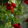 Marina Strawberry Tree -Alpha Garden Shop shutterstock 518191315 1