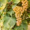 Sauvignon Blanc Grape 2 Sauvignon Blanc Grape -Alpha Garden Shop shutterstock 609197756 1