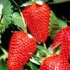 San Andreas Strawberry 1 San Andreas Strawberry -Alpha Garden Shop shutterstock 69482989 1