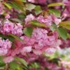 Kwanzan Flowering Cherry 2 Kwanzan Flowering Cherry -Alpha Garden Shop shutterstock 70266937 kwanzan blossoms 2 1