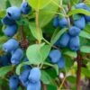 Blue Pagoda™ Honeyberry -Alpha Garden Shop shutterstock 723311164 1