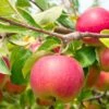 Cherry Cox Apple 1 Cherry Cox Apple -Alpha Garden Shop shutterstock 73154578 1