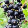 Risager Black Currant 2 Risager Black Currant -Alpha Garden Shop shutterstock 75304882 1