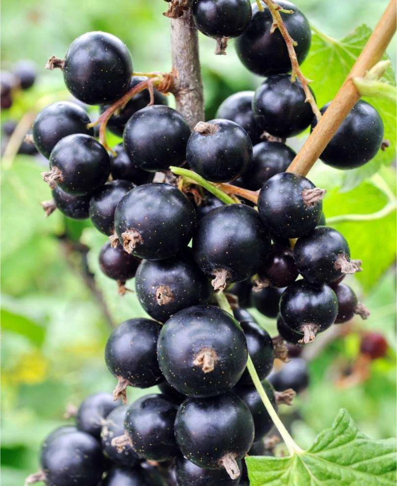 Risager Black Currant 3 Risager Black Currant