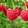 Boyne Raspberry -Alpha Garden Shop shutterstock 76606609 1