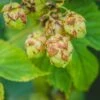 Nugget Hops 1 Nugget Hops -Alpha Garden Shop shutterstock 775507207 1