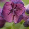 Deep Purple Akebia 2 Deep Purple Akebia -Alpha Garden Shop shutterstock 784814788 1