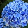 Forever Blue Hydrangea 2 Forever Blue Hydrangea -Alpha Garden Shop shutterstock 90050737 1