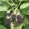 Hall's Beauty Blackberry -Alpha Garden Shop shutterstock image 1 1