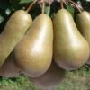 Conference European Pear -Alpha Garden Shop shutterstock image 12 1
