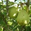 Duchesse D'Angouleme European Pear -Alpha Garden Shop shutterstock image 13 1