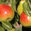Gem European Pear -Alpha Garden Shop shutterstock image 15 1 1 1