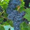 Muscat Of Norway Grape 2 Muscat Of Norway Grape -Alpha Garden Shop shutterstock image 3 1