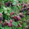 Marionberry