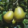 Blake's Pride European Pear -Alpha Garden Shop shutterstock image 9 1