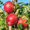 Early Pink Lady Apple 2 Early Pink Lady Apple -Alpha Garden Shop shutterstock image 943b9d3d e7a9 422a 8518 cd4d734f9699 1