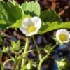 Russian Male Musk Strawberry -Alpha Garden Shop shutterstock 1025150605 3
