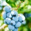 Alpha Toro Blueberry 1 Alpha Toro Blueberry -Alpha Garden Shop shutterstock 1037342359 1