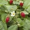 Wild Strawberry -Alpha Garden Shop shutterstock 104055983 1