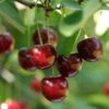 Hudson Cherry 2 Hudson Cherry -Alpha Garden Shop shutterstock 109532414hudson