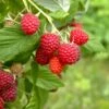 Caroline Raspberry Bundle (5 Plants) -Alpha Garden Shop shutterstock 1128998837 1acf3e08 26d9 4d05 ae3c ca5bcef7f0a3