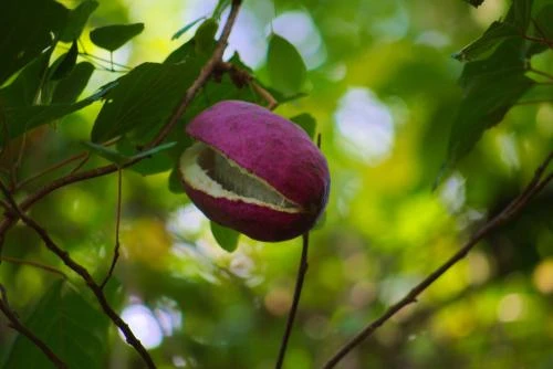 Silver Bells Akebia 3 Silver Bells Akebia