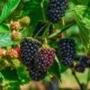 Columbia Sunrise Thornless Blackberry -Alpha Garden Shop shutterstock 1137185042
